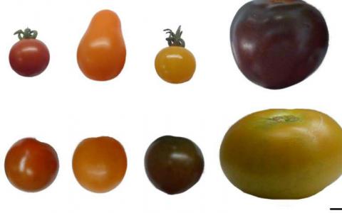 比较不同颜色的西红柿中的抗氧化剂水平