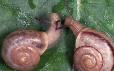 基因表达讲述了蜗牛进化的故事
