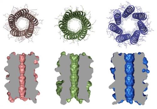 人工蛋白可以激发产生抗HIV抗体