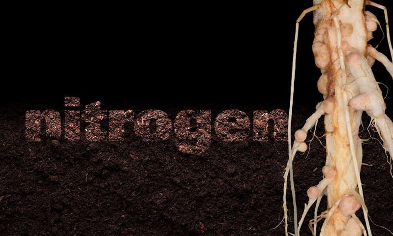 3-D研究与固氮细菌的植物根系关系