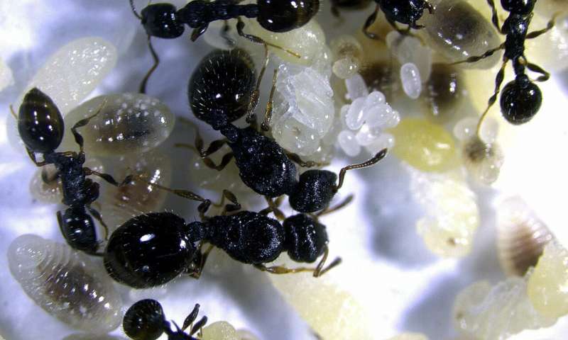 防御者的基因活动取决于入侵的奴隶制蚂蚁