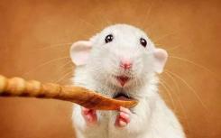 早期压力阻碍小鼠神经元的发育 引起注意力障碍