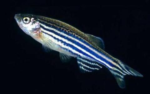 鱼类中的突变基因如何参与控制干细胞