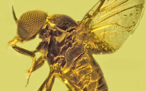 蚊子其他吸血苍蝇已经传播疟疾达1亿年