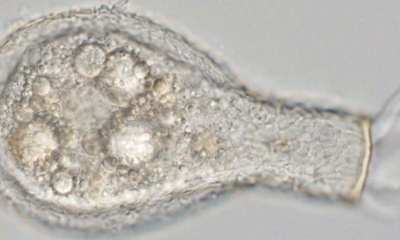 从人行道上的裂缝中刮掉的微型蜗牛有助于揭开古代地球生物进化的细节