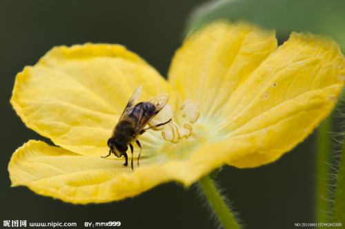 基因研究提高了保护英国蜜蜂免受疾病侵害的目的