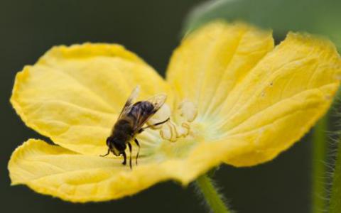 基因研究提高了保护英国蜜蜂免受疾病侵害的目的