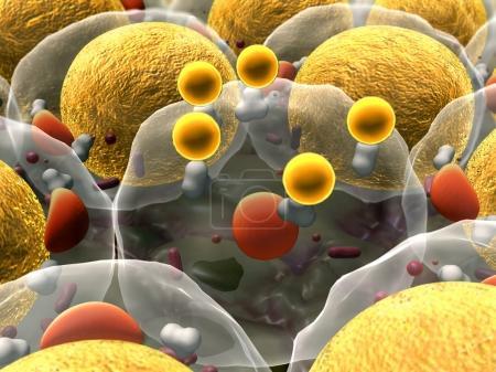 脂肪细胞释放含脂质外泌体可调节巨噬细胞