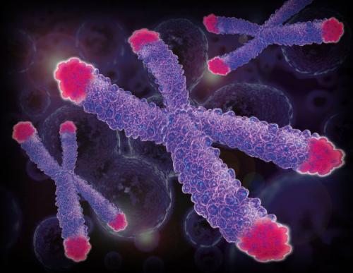 这种特殊染色体扫描仪蛋白 帮助机体抵御癌症