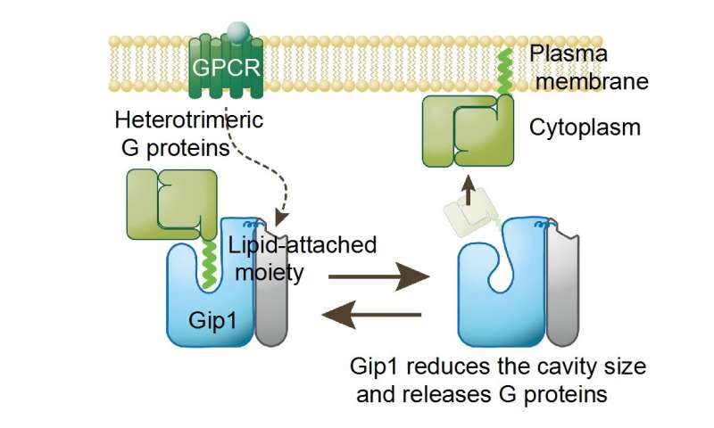 Gip1结构将G蛋白置于锁定状态