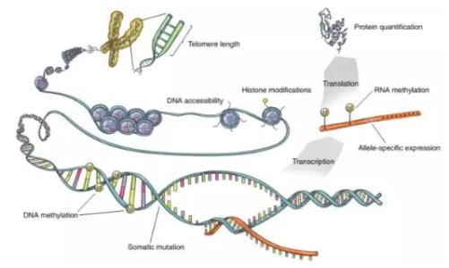 通过分子位移发现基因调控的新原理