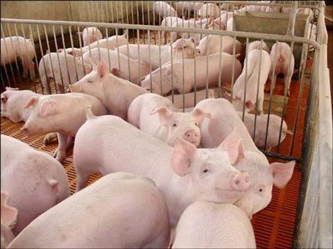 中国确认了北京首例猪瘟病例