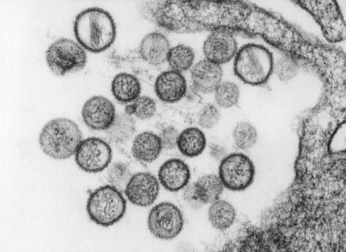 科学家确定了关键的汉坦病毒受体