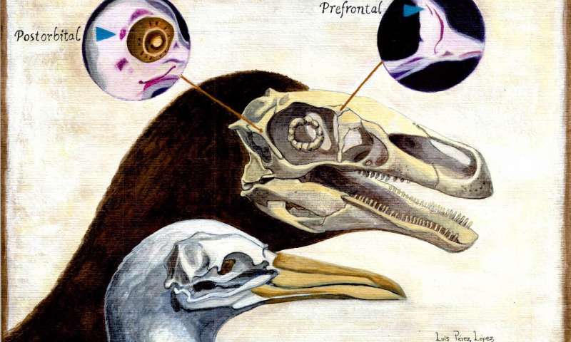 头骨的胚胎学研究揭示了恐龙和鸟类的联系