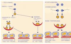 半同卵双胞胎首次在怀孕期间被发现