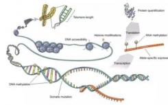 通过分子位移发现基因调控的新原理