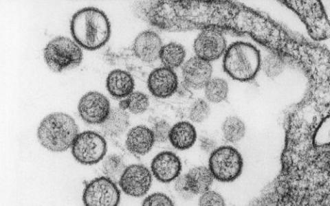 科学家确定了关键的汉坦病毒受体