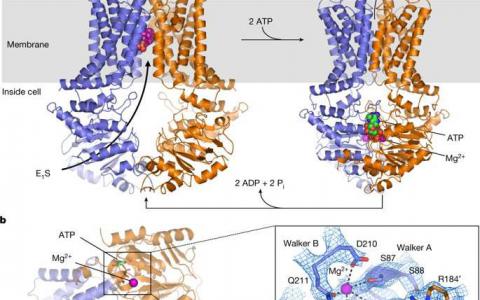 ABCG2突变转运蛋白的低温电子显微镜结构