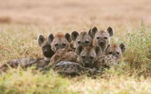 鬣狗人口从疾病流行中缓慢恢复