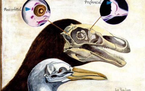 头骨的胚胎学研究揭示了恐龙和鸟类的联系