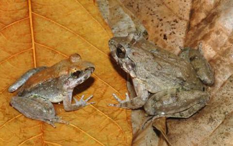 物种和环境影响哪些青蛙被寄生真菌感染