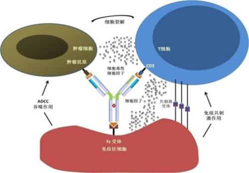 一文速览国内双特异性抗体备战情况