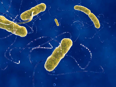 通过抑制细菌进化来抑制抗生素耐药性