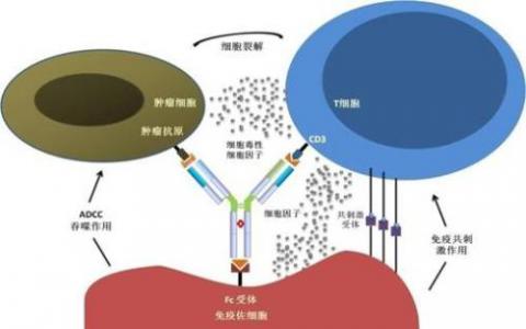 一文速览国内双特异性抗体备战情况