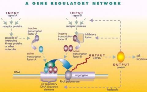 激活对基因调控的新认识