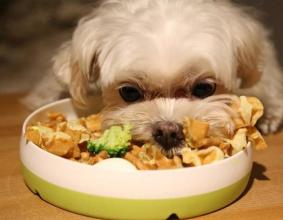 在生肉狗食品中发现高水平的潜在有害细菌