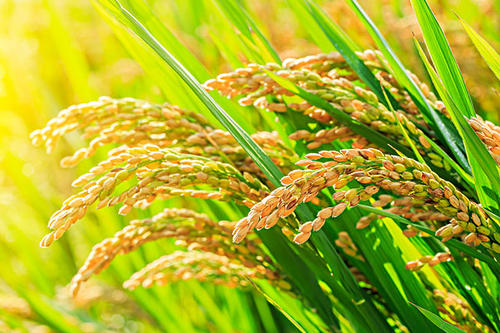 最近的研究记录了三种秋季施用的残留除草剂对水稻作物的损害