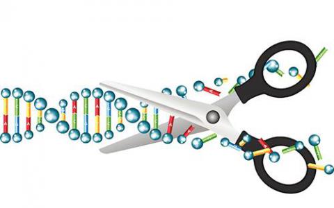 盘点CRISPR基因编辑技术10大不寻常应用