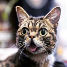 项目揭示了名人猫Lil BUB的基因组
