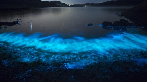 浮游生物群落对养分供应的热烈反应