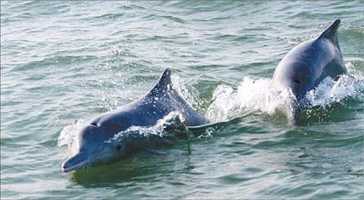 遗传研究表明迁徙对海豚种群的生存至关重要