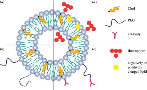 科学家发现了调节脂质及其在整体健康中作用的关键生物回路