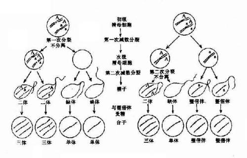 将基因组拉开解释有丝分裂期间的染色体分离