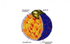 团队确定胆固醇如何在细胞内移动