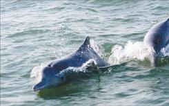 遗传研究表明迁徙对海豚种群的生存至关重要