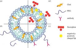 科学家发现了调节脂质及其在整体健康中作用的关键生物回路