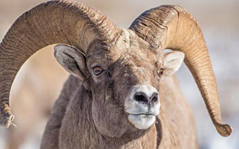 亚利桑那州大角羊的易位具有积极的遗传结果