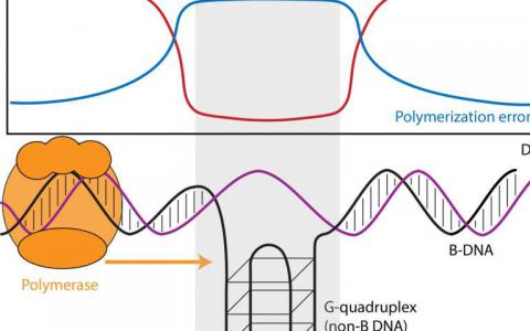 DNA结构影响DNA合成的速率和准确性