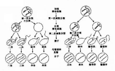 将基因组拉开解释有丝分裂期间的染色体分离