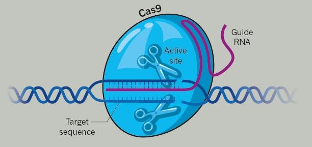 开发新一代基因编辑技术 Beam Therapeutics获1.35亿美元融资