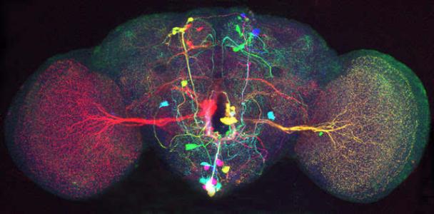 高速三维显微镜捕捉到令人惊叹的果蝇神经细胞视频