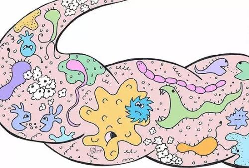 肠道微生物有助于温暖你的核心鸟蛤