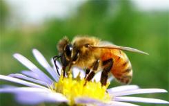 当农药被发现影响蜜蜂基因时 需要加强监管