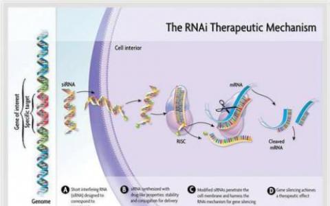 基因疗法新锐Beam Therapeutic完成1.35亿美元B轮融资