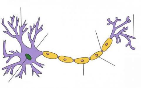 晶体清晰的关键神经元受体视图为新的靶向药物打开了大门