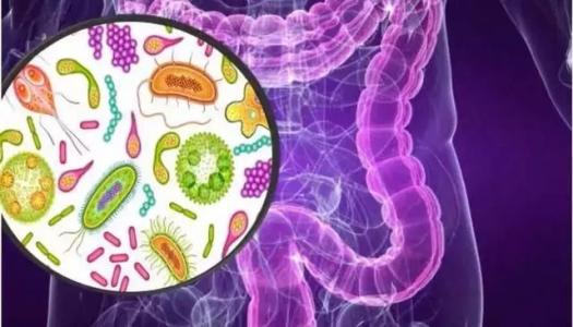 中和肠道细菌碎片改善自身免疫